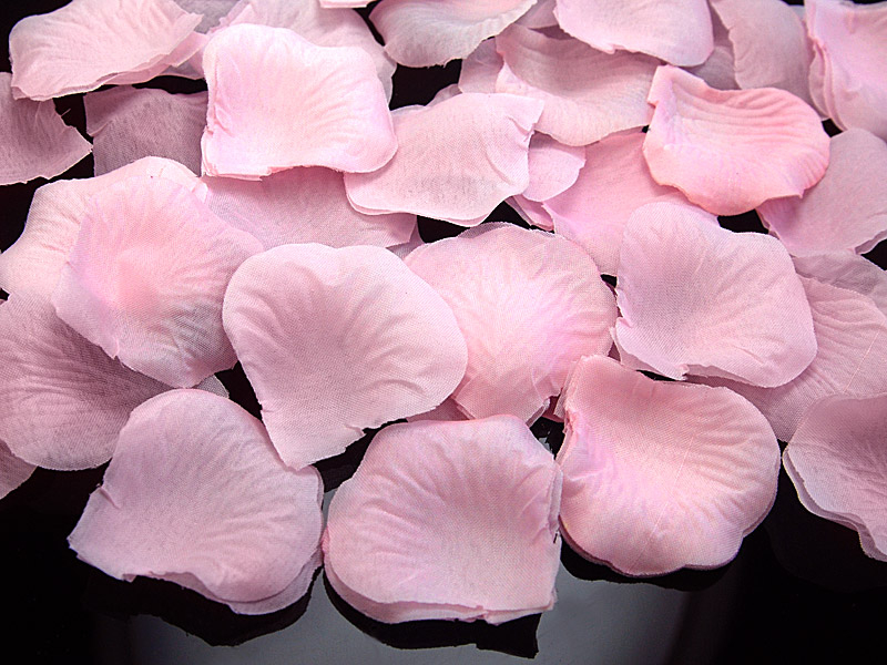 Rosenblüten groß Rosa